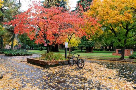 Chico California: The City of Roses & Trees .